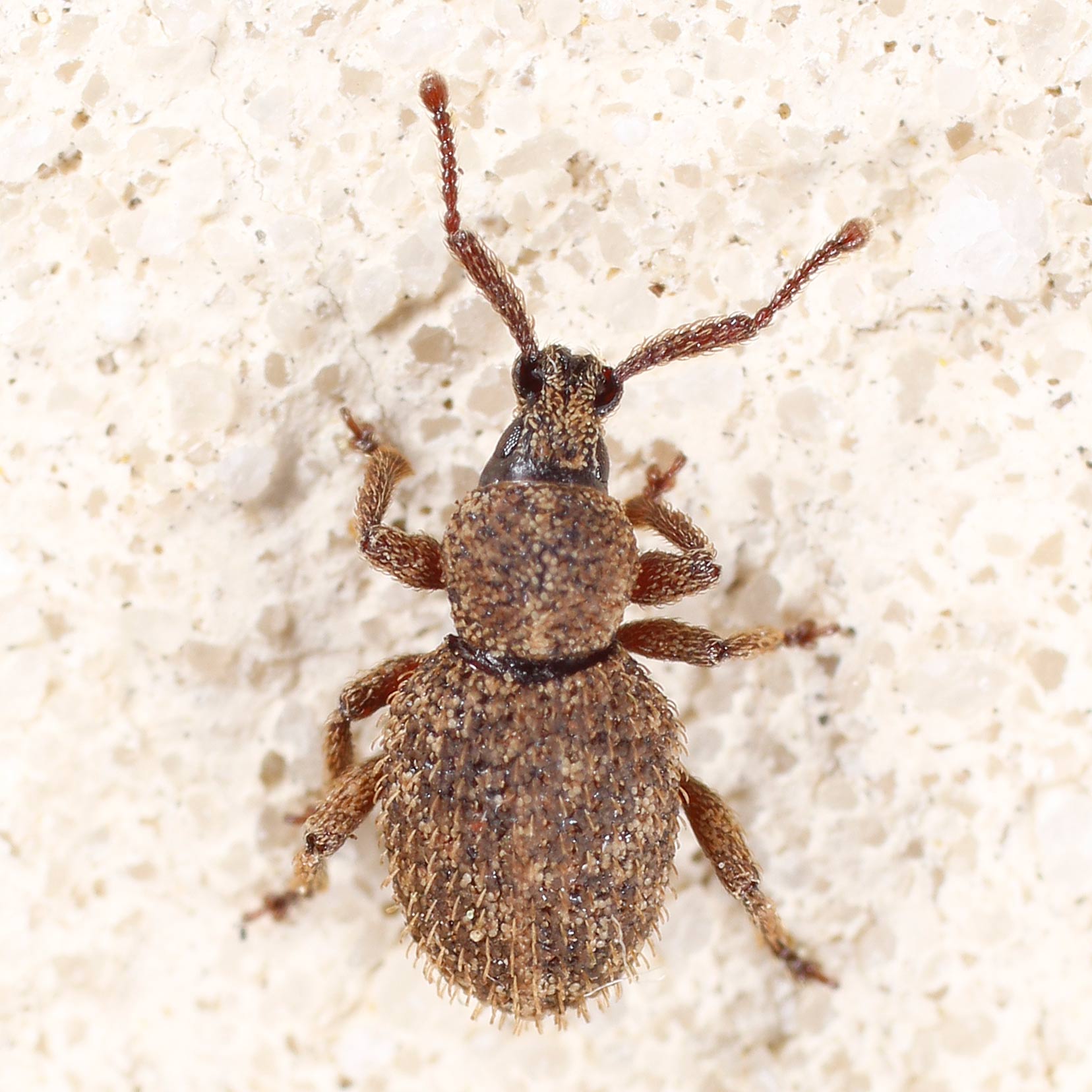 Curculionidae: Otiorhynchus stussineri